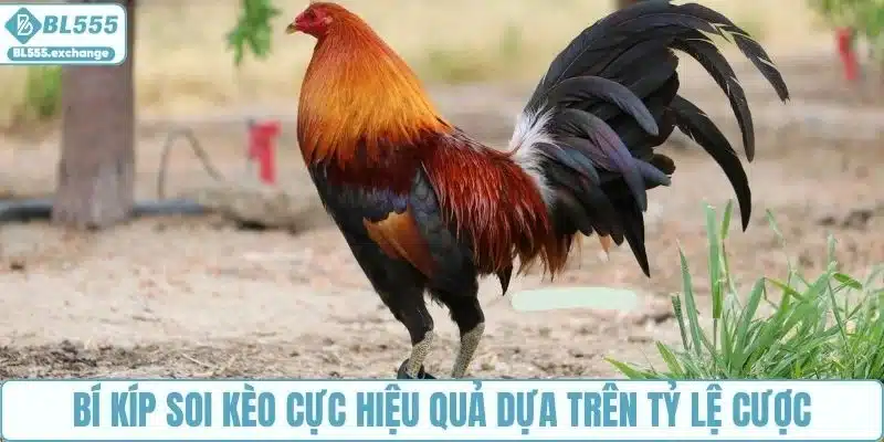 Bí kíp soi kèo cực hiệu quả dựa trên tỷ lệ cược