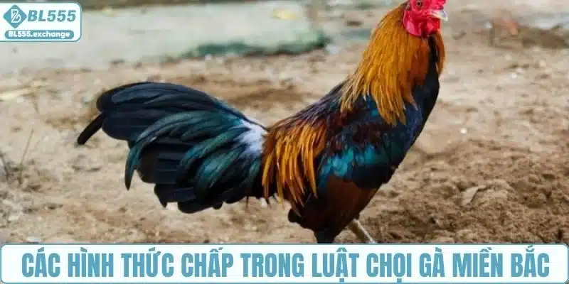 Các hình thức chấp trong luật chọi gà miền Bắc