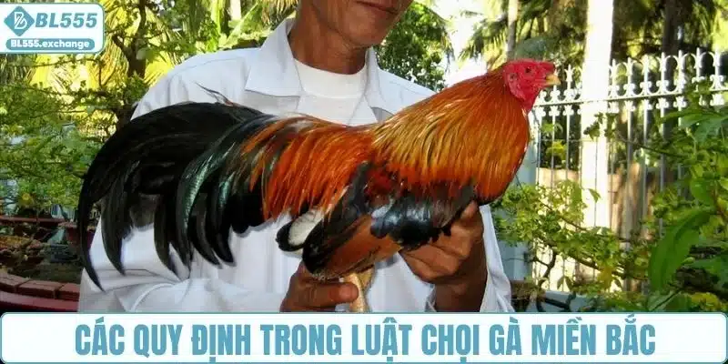 Các quy định trong luật chọi gà miền Bắc