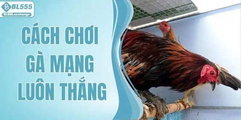 Cách Chơi Gà Mạng Luôn Thắng - Bí Kíp Từ Các Bậc Thầy