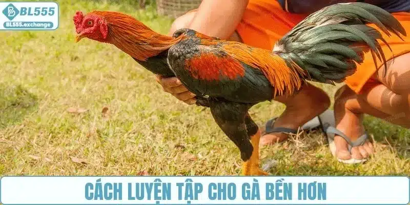 Cách luyện tập cho chân gà đá mạnh hơn