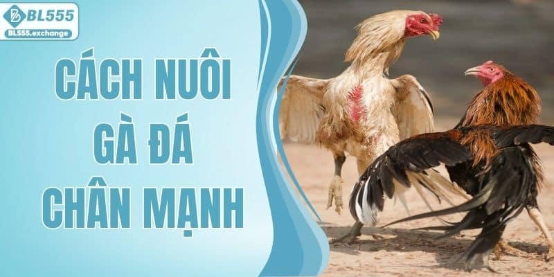 Cách Nuôi Gà Đá Chân Mạnh A - Z Siêu Đỉnh Dành Cho Sư Kê