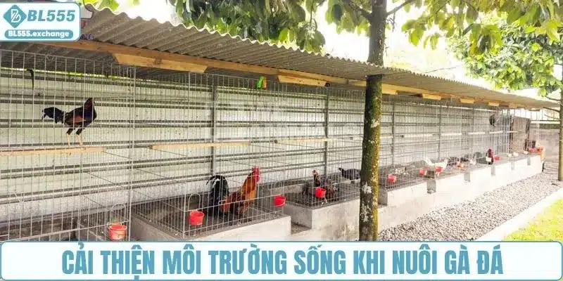 Cải thiện chuồng khi nuôi gà đá chân mạnh