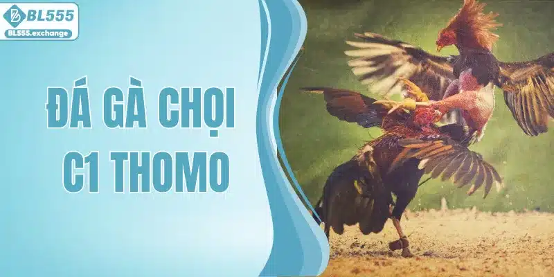 Đá Gà Chọi C1 Thomo - Tranh Tài Đỉnh Cao Và Cơ Hội Làm Giàu