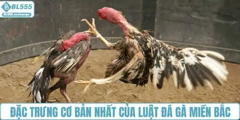 Đặc trưng cơ bản nhất của luật đá gà miền Bắc