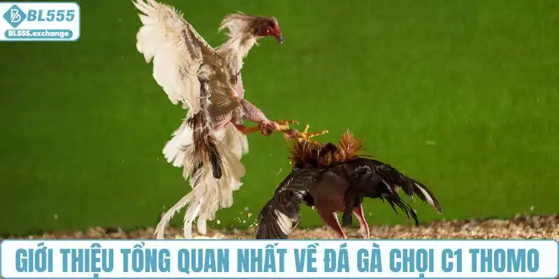 Giới thiệu tổng quan nhất về đá gà chọi C1 Thomo