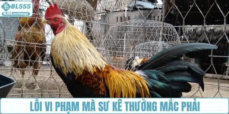 Lỗi vi phạm mà sư kê thường mắc phải