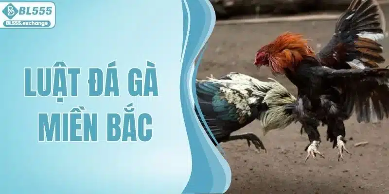 Luật Đá Gà Miền Bắc - Cập Nhật Chi Tiết Mới Nhất 2026