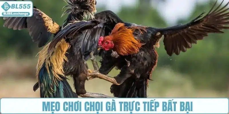 Mẹo chơi chọi gà trực tiếp bất bại