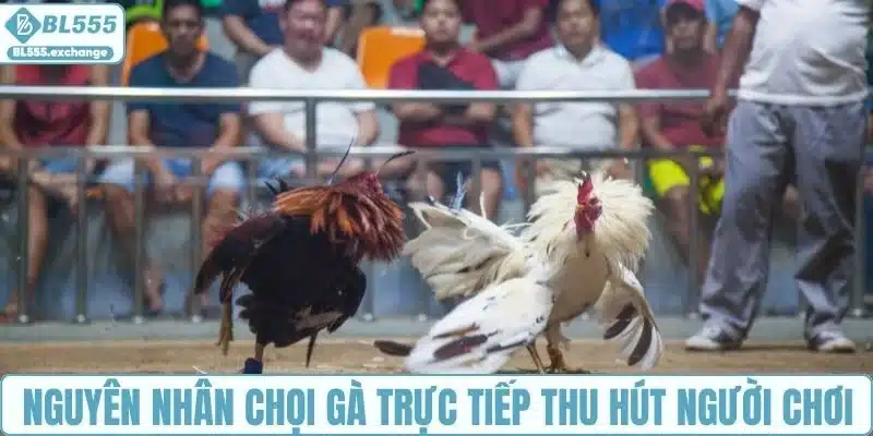 Nguyên nhân chọi gà trực tiếp thu hút người chơi