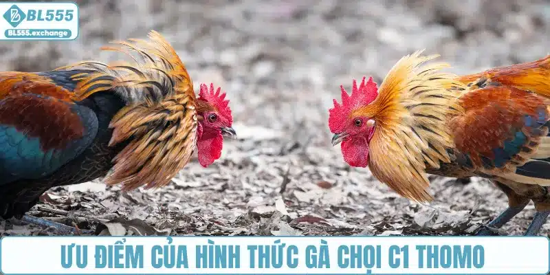 Ưu điểm của hình thức gà chọi C1 Thomo